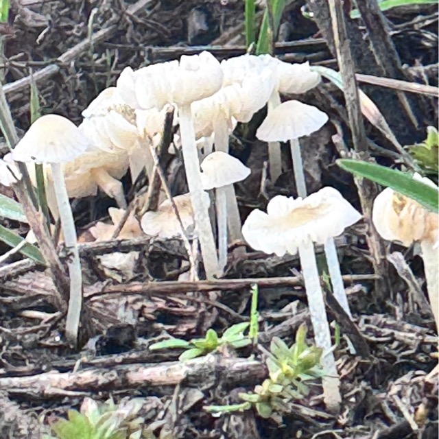 Большинство видов мицен считаются несъедобными или не представляют пищевой ценности.