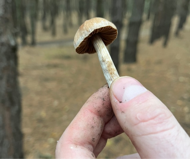 Строфария корончатая считается несъедобным грибом из-за отсутствия вкусовой ценности.