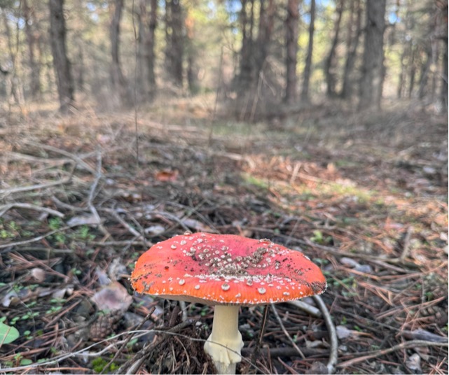 Мухомор красный является ядовитым грибом.