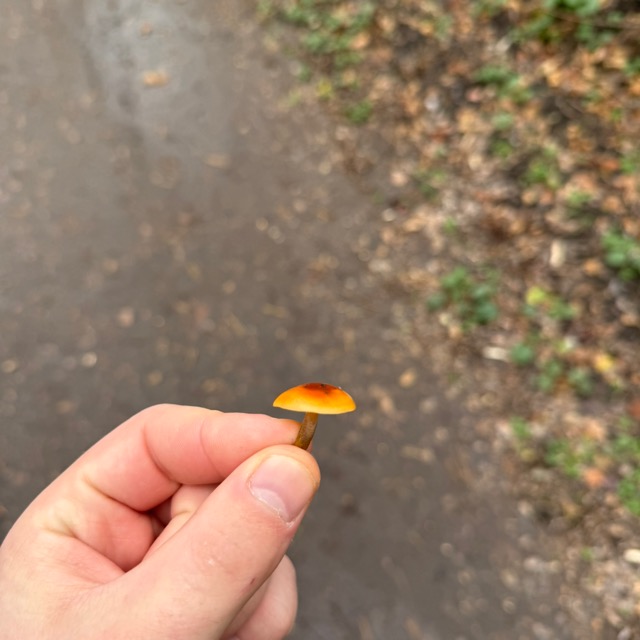 Фламмулина бархатистоножковая является съедобным грибом.