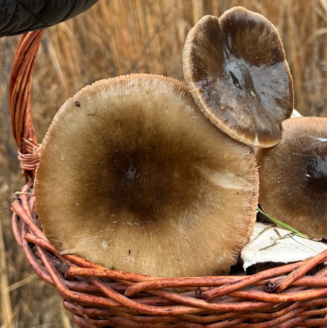 Рядовка серая относится к съедобным грибам и ценится грибниками.