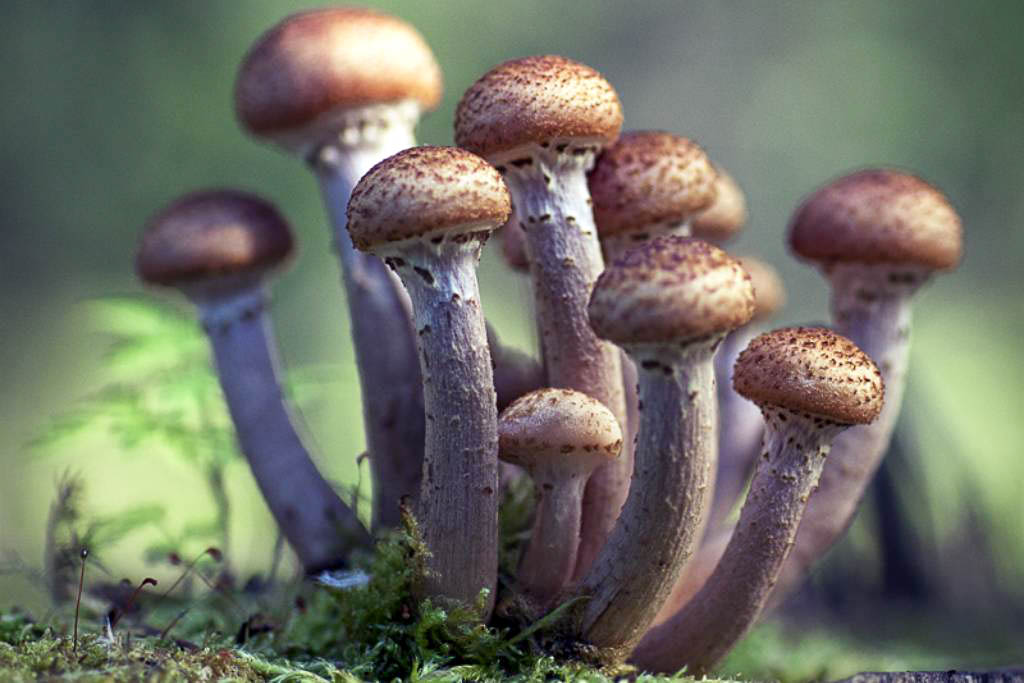 Поздняя осень — это шанс собрать крепкие, ароматные экземпляры без червоточин и конкурентов.