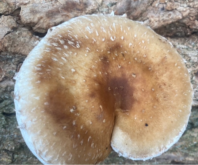 Гриб Древесная чешуйчатка является условно-съедобным.