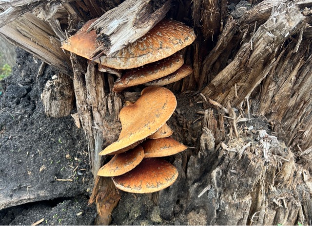 Опенок летний является съедобным грибом хорошего качества.