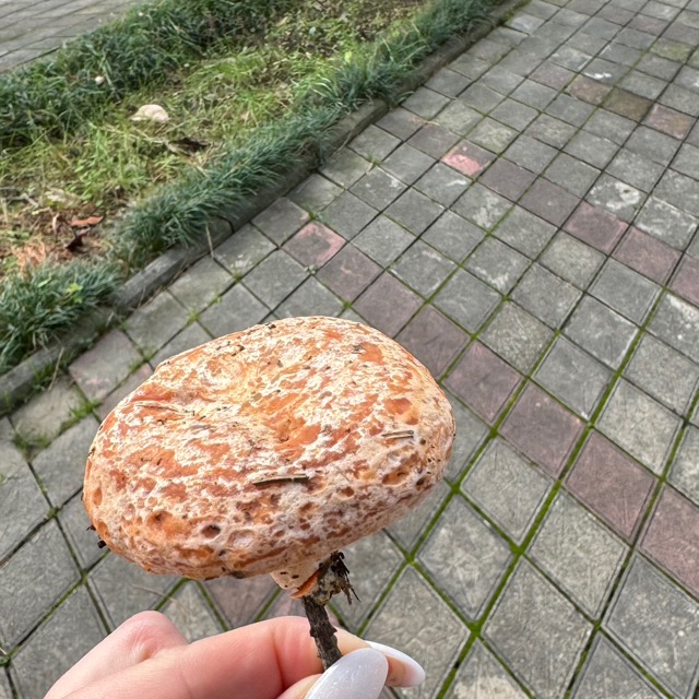 Все виды подосиновиков являются съедобными грибами и ценятся за свои вкусовые качества и плотную мякоть.