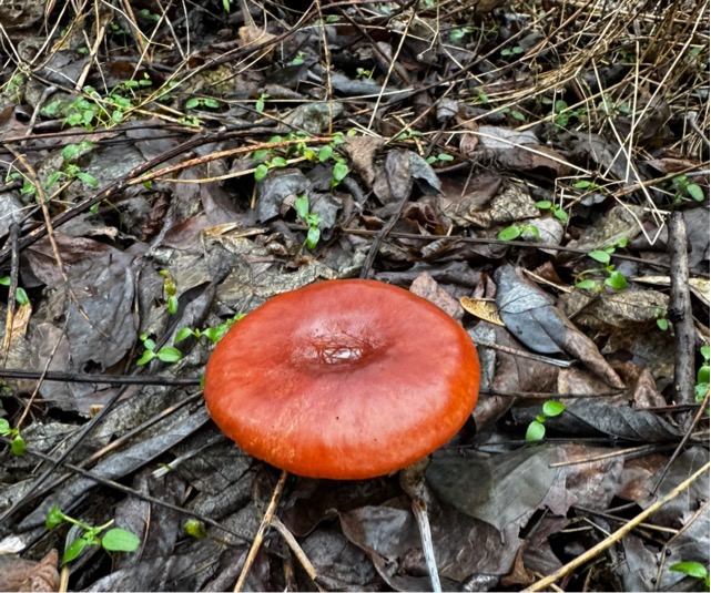 Гриб груздь красный, или волнушка оранжевая (Lactarius rufus), является условно-съедобным грибом.