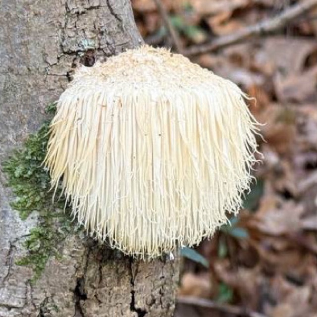 Ежовик гребенчатый является съедобным грибом. Он считается деликатесом во многих странах