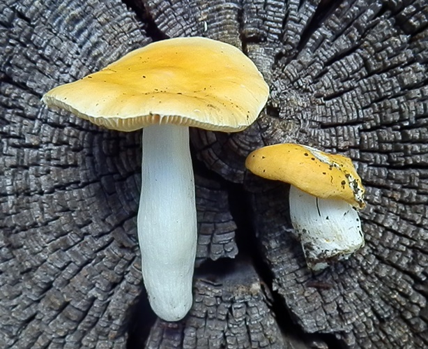 Сыроежка жёлтая: особенности, где и когда искать гриб