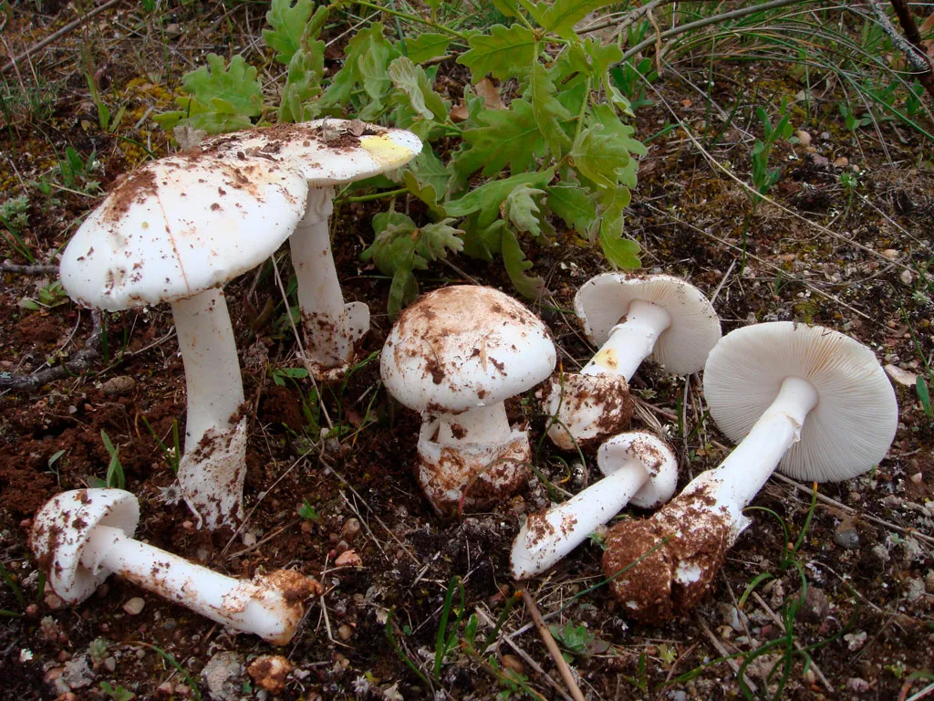 Мухоморы: виды и степень опасности