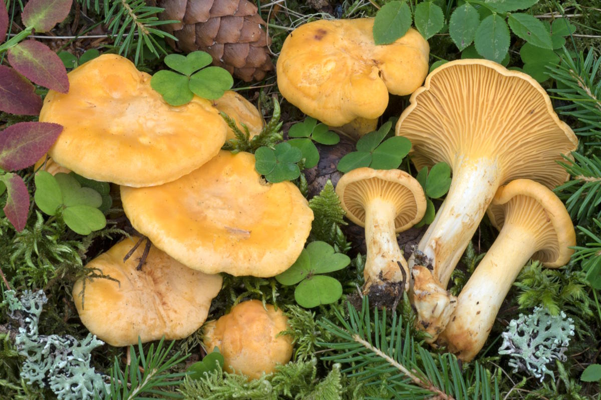 Грибы лисички: особенности, где и когда собирать