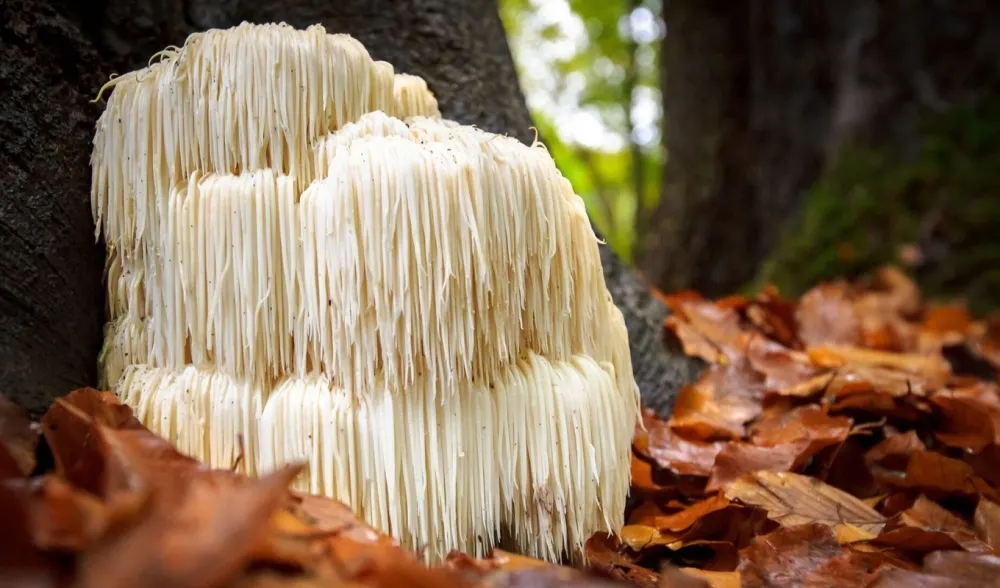 Ежовик гребенчатый: особенности, где и когда искать необычный гриб