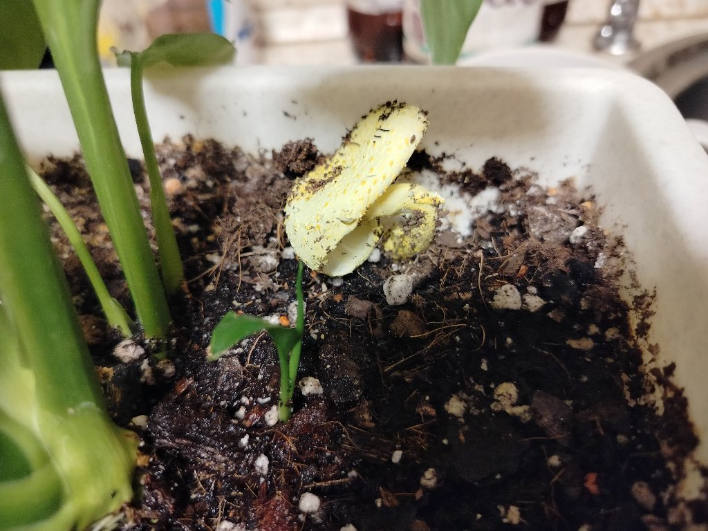 Лейкоагарикус желтый (зонтик комнатный)