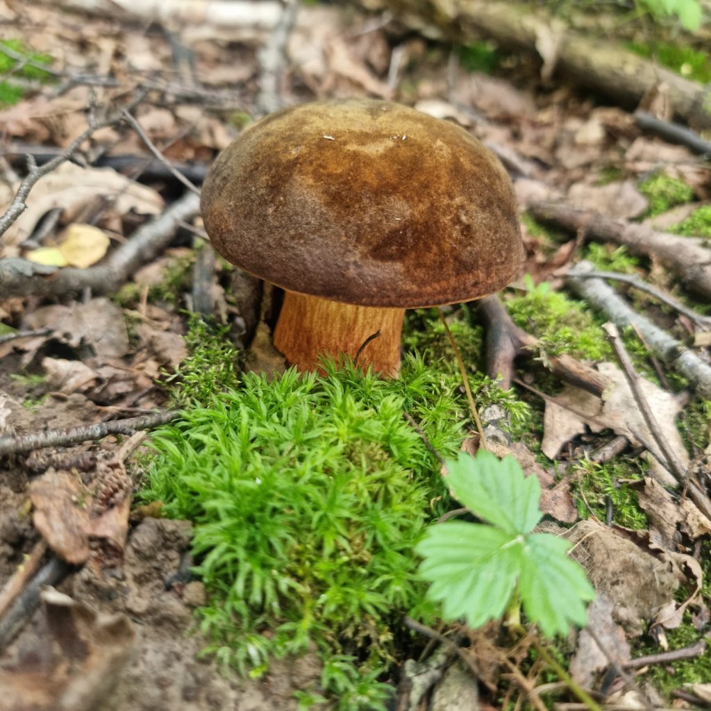 Польский гриб