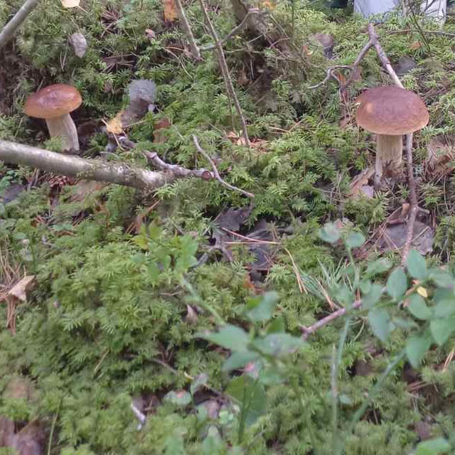 Белые грибы сосновые