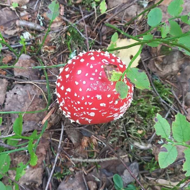 Мухомор красный