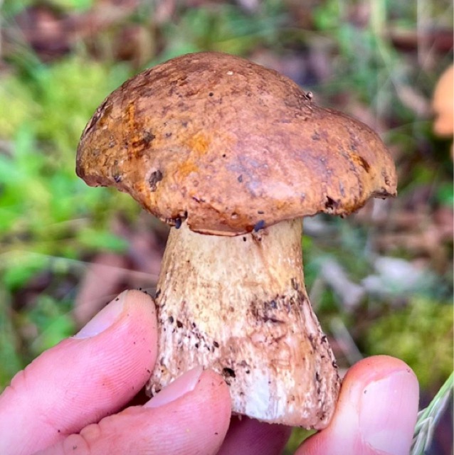 Польский гриб