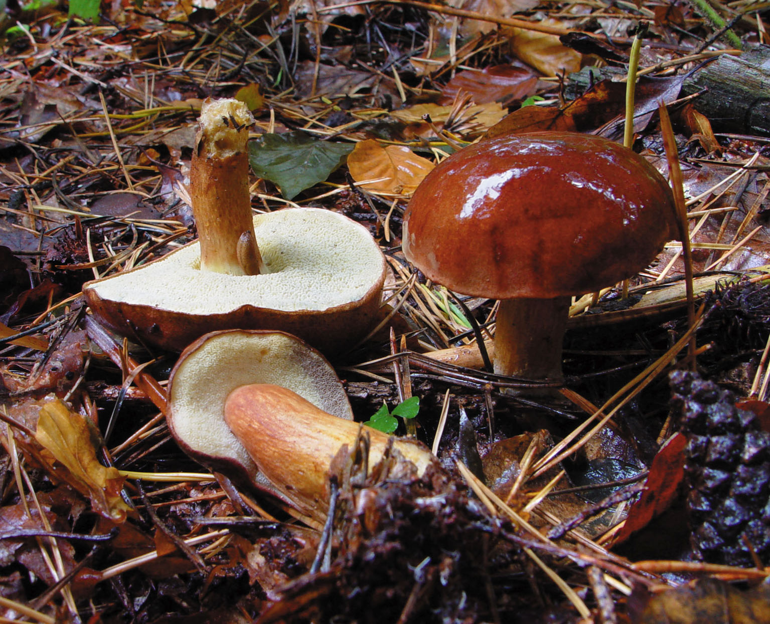 Польский гриб: особенности, где и когда искать