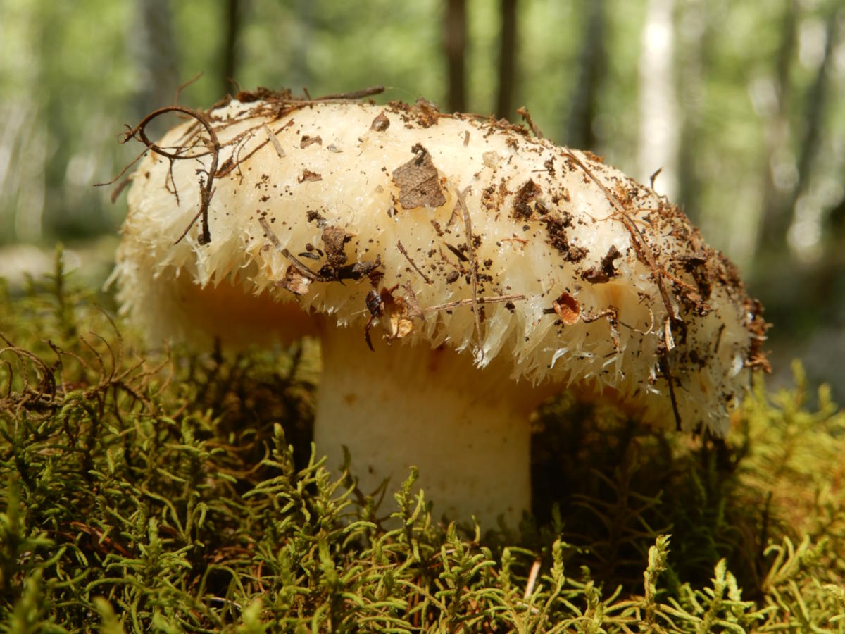 Груздь настоящий: особенности, где и когда искать гриб