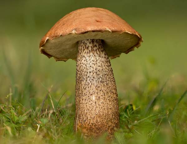 Подосиновик: яркий и узнаваемый гриб леса