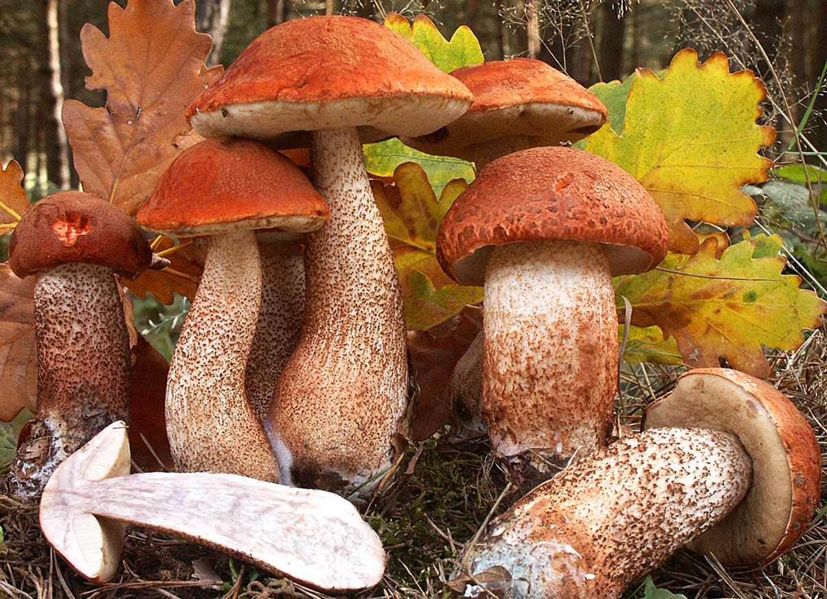 Подосиновик: яркий и узнаваемый гриб леса