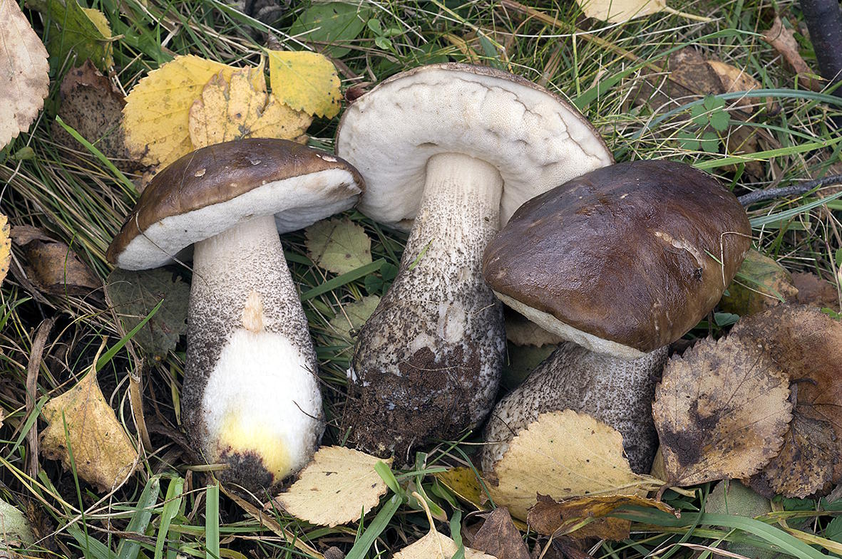 Подберёзовики: особенности, где и когда искать популярный лесной гриб