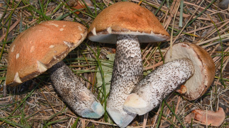 Подосиновик: яркий и узнаваемый гриб леса