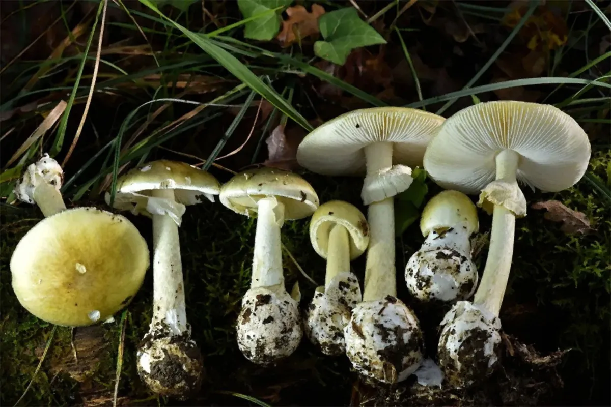 Бледная поганка: один из самых опасных грибов леса
