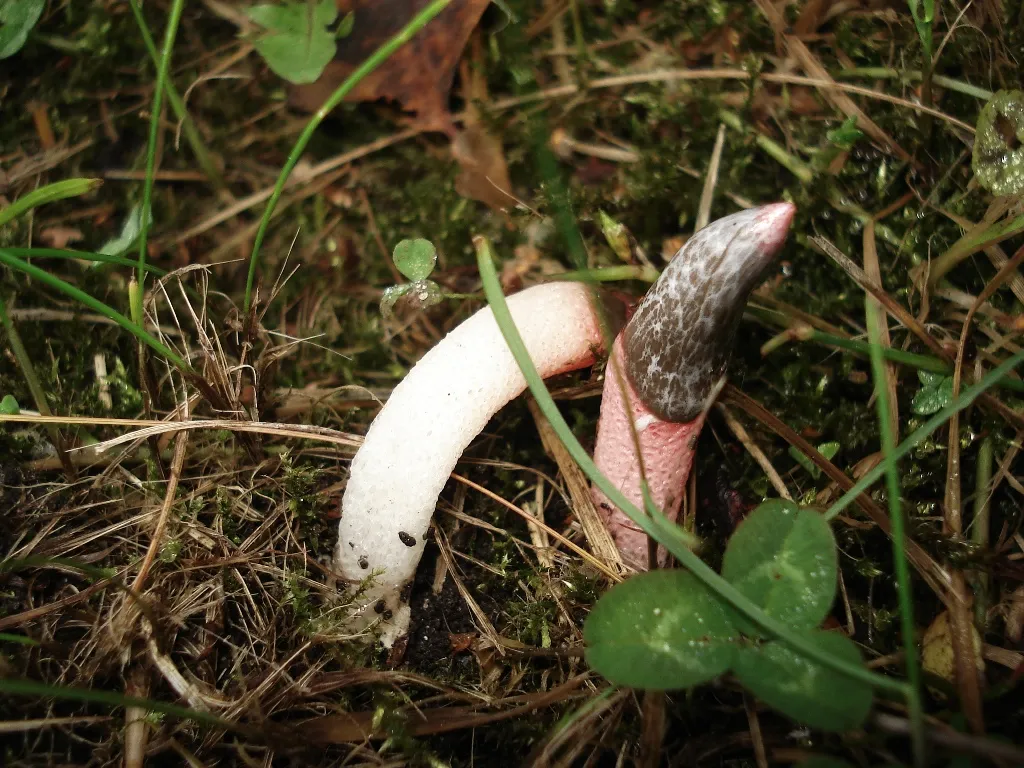 Какие грибы запрещено собирать в России