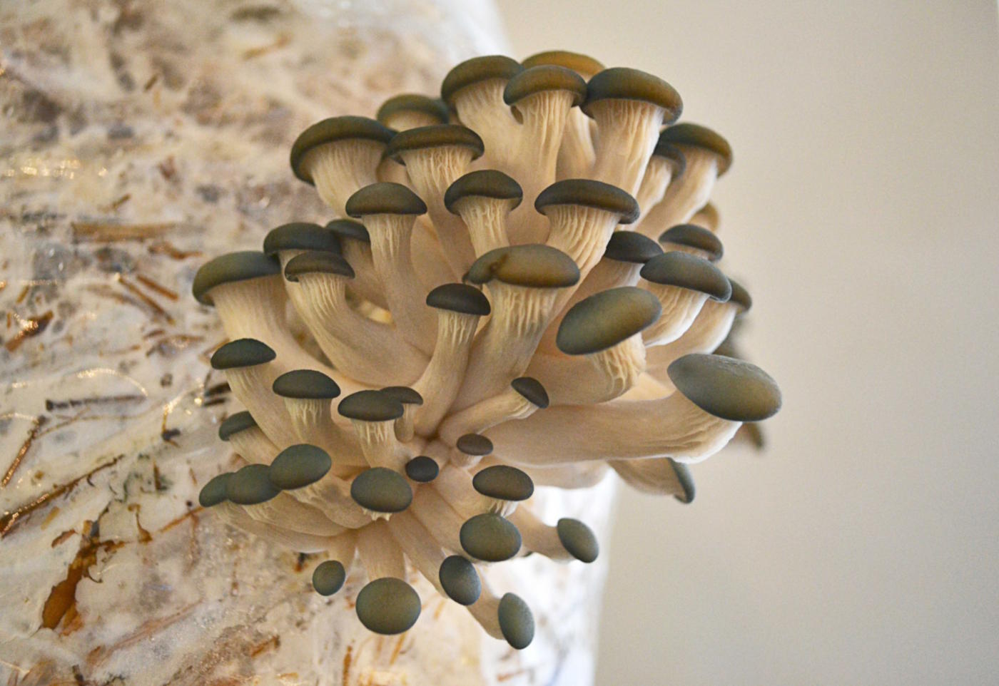 Вешенка: особенности, где и когда искать гриб