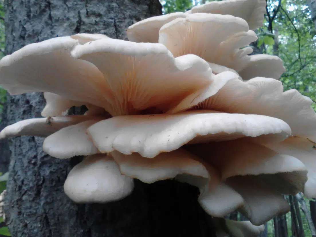 Какие грибы собирать в России в марте