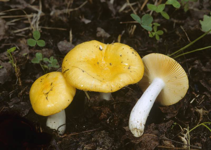 Сыроежка жёлтая: особенности, где и когда искать гриб