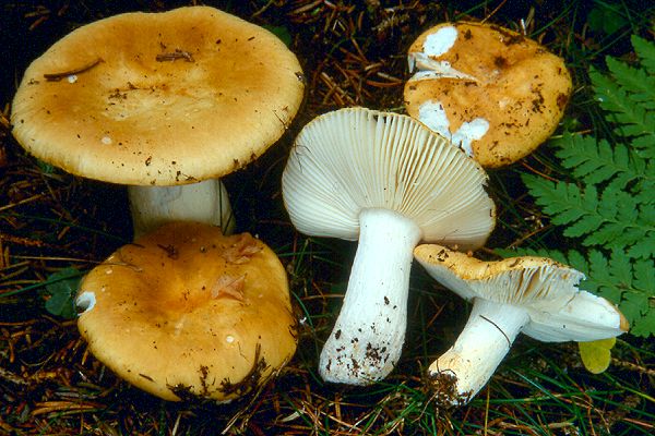 Сыроежка жёлтая: особенности, где и когда искать гриб