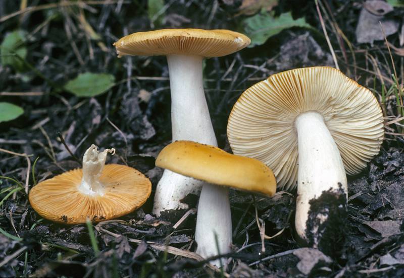 Сыроежки: разнообразные и распространённые грибы леса