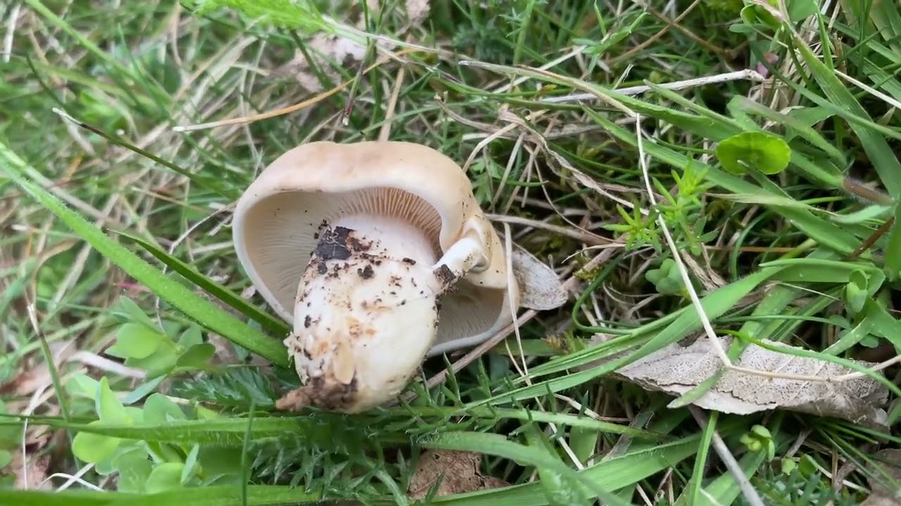 Грибы Подмосковья: весна 2026