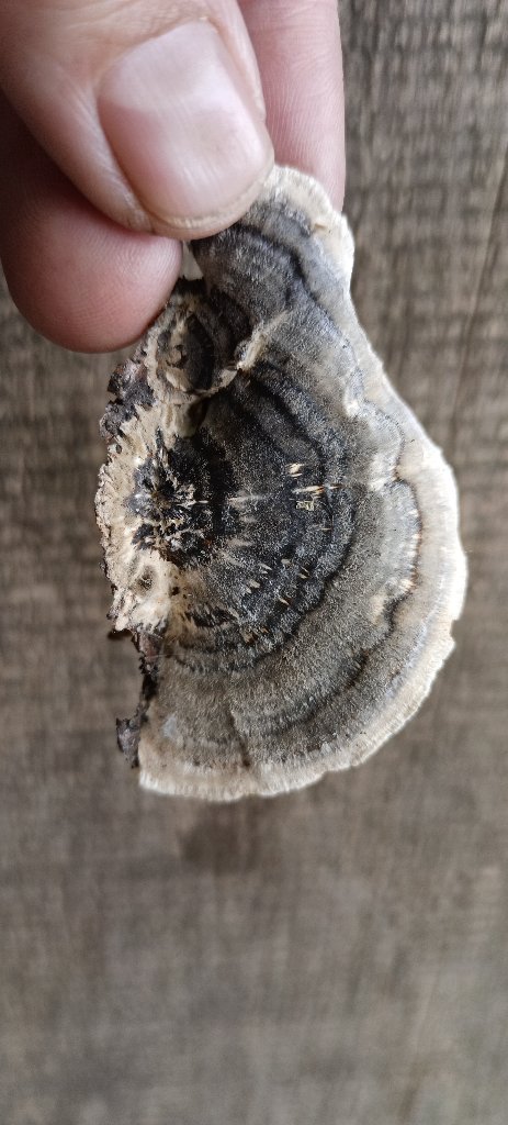 Траметес разноцветный