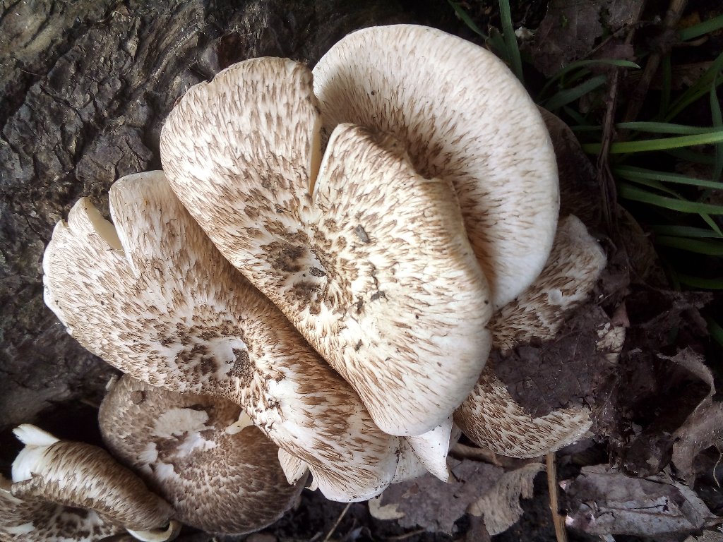 Чешуйчатый трутовик или пестрый трутовик