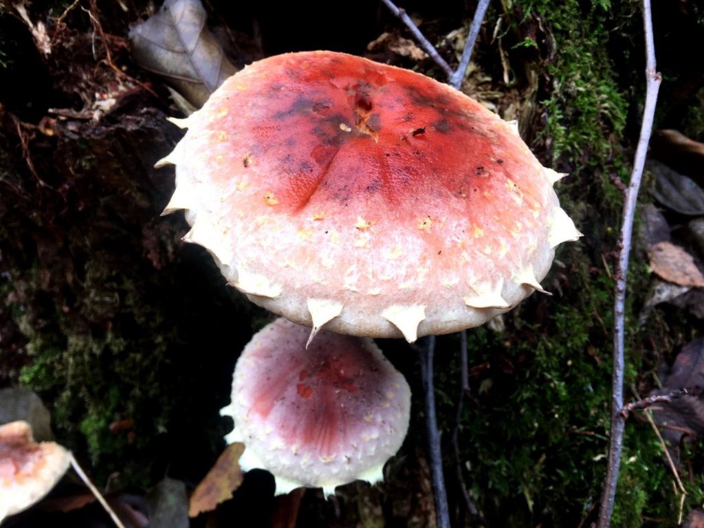 Мухомор серо-розовый