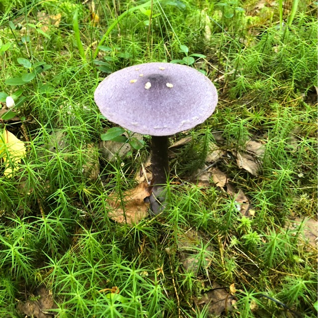 Паутинник фиолетовый