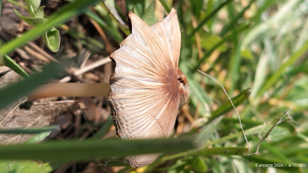 Плиссей складчатый, или Складчатокопочный