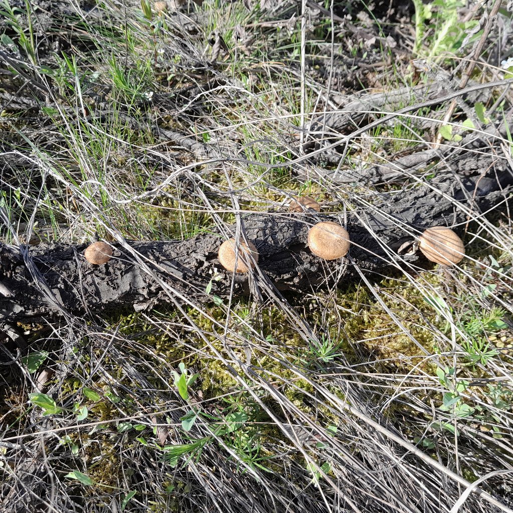 Чешуйчатка ранняя