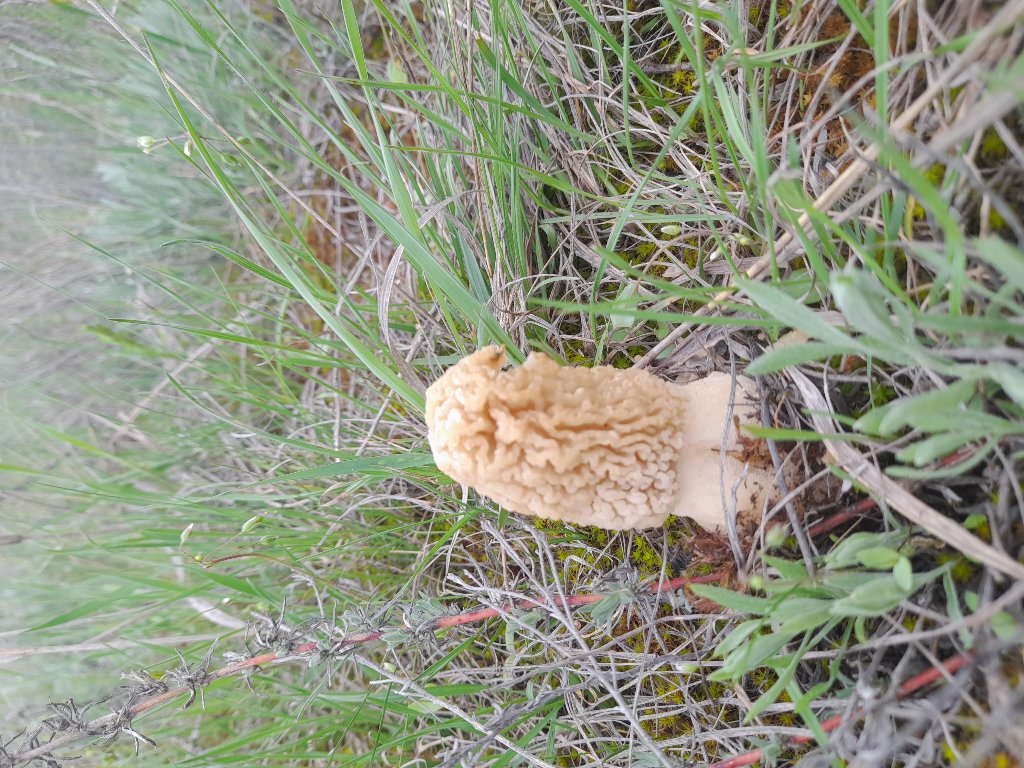 Сморчок степной