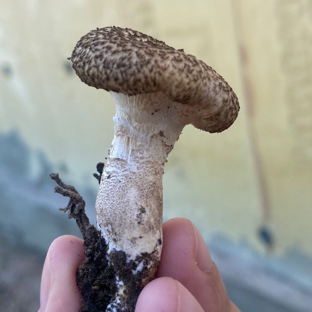 Чешуйница обыкновенная или Чешуйница древесинная