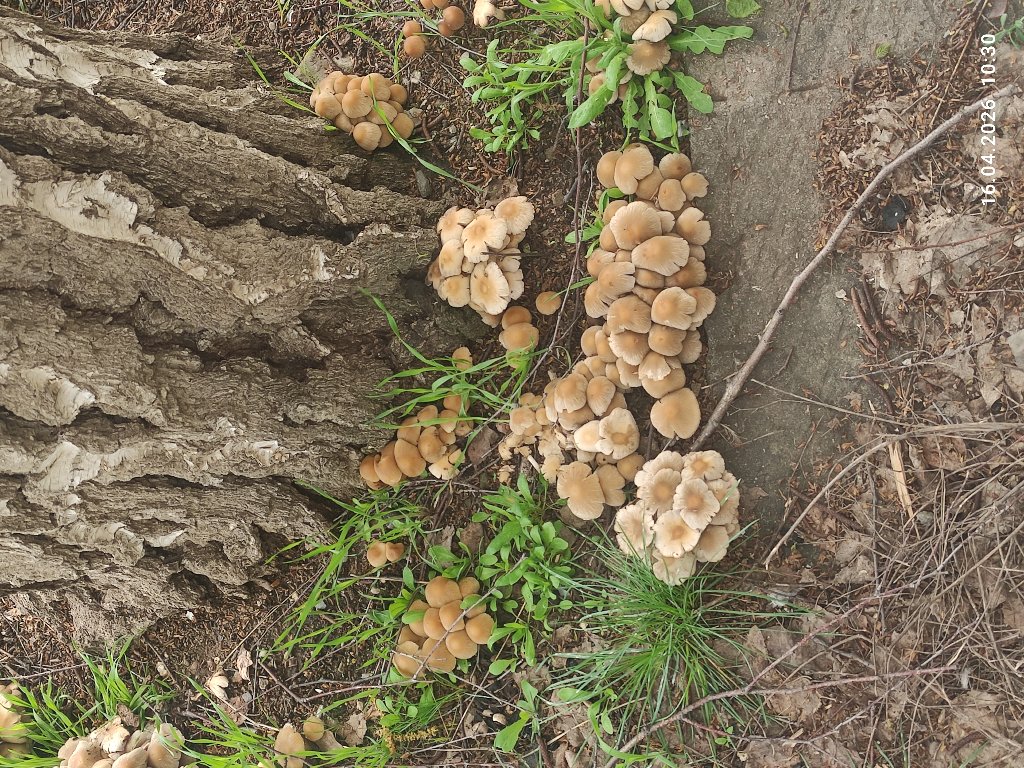 Псатирелла кандола