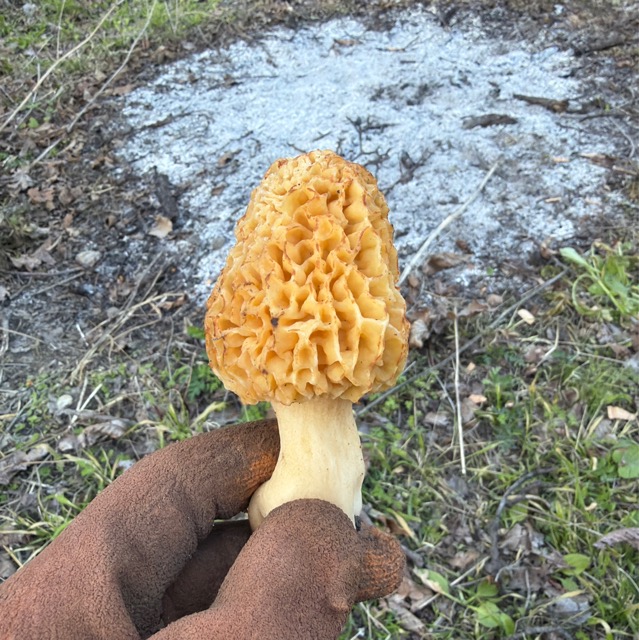 Сморчок обыкновенный