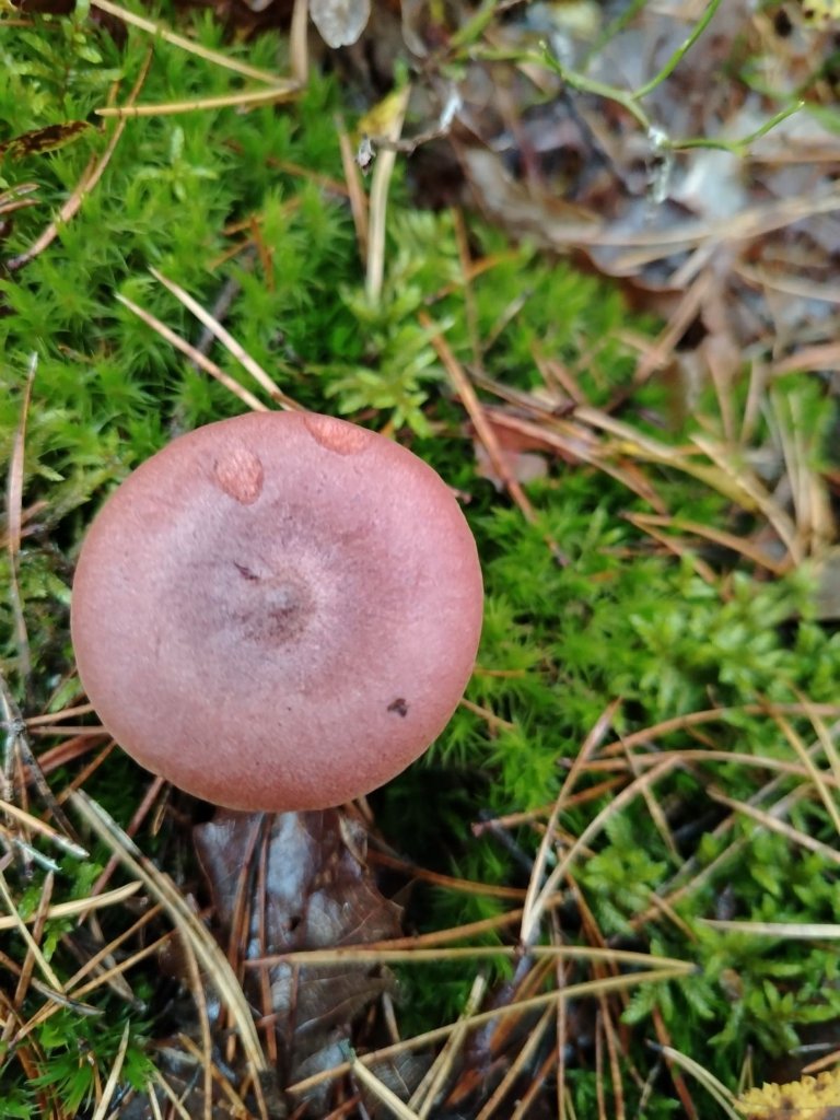 Волнушка розовая