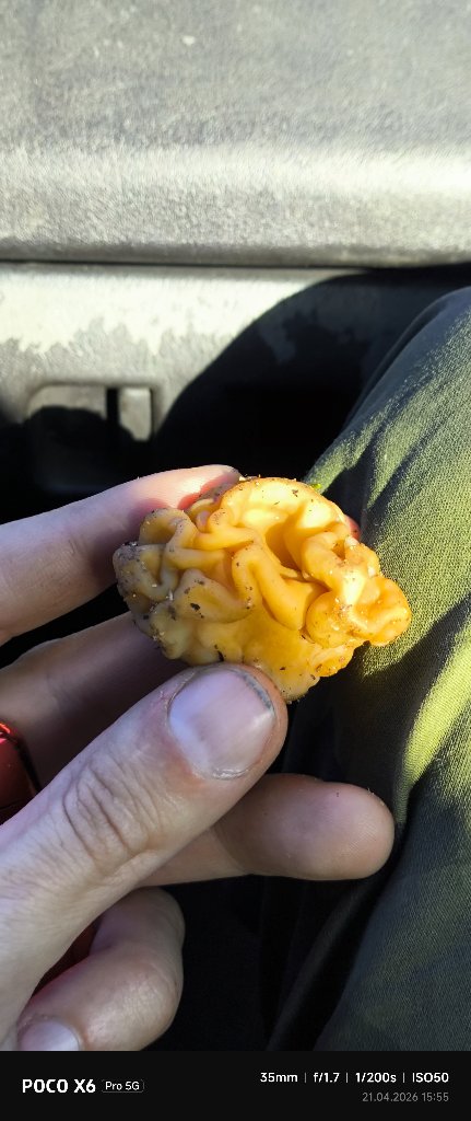 Строчок обыкновенный