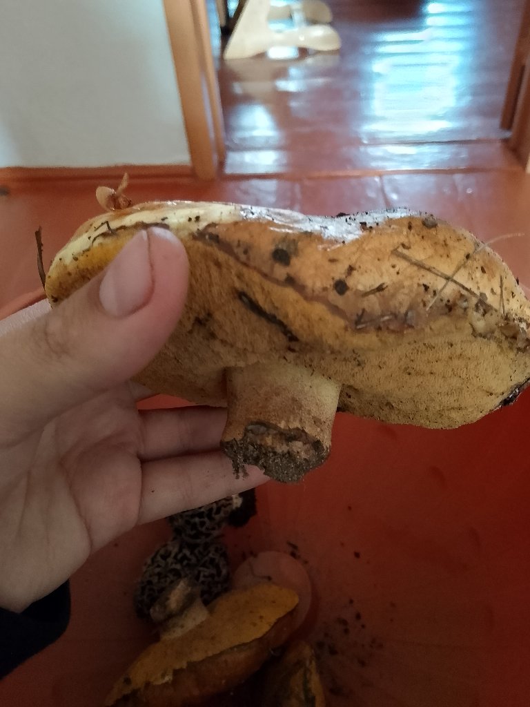 Масленок обыкновенный