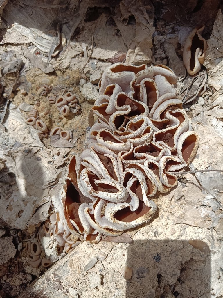 Аурикулярия уховидная или Иудино ухо