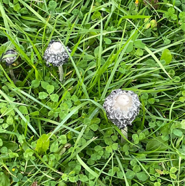 Навозник лохматый