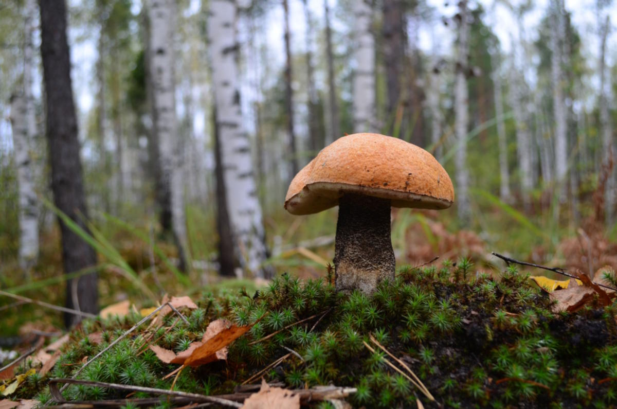 Подосиновик: яркий гриб с «осенним характером»